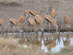 Western_Corridor2009-127